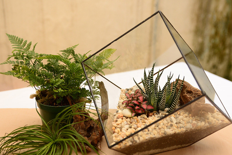 terrário