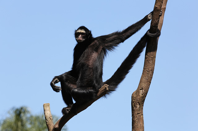 Macaco-aranha-de-cara-branca - Portal Amazônia