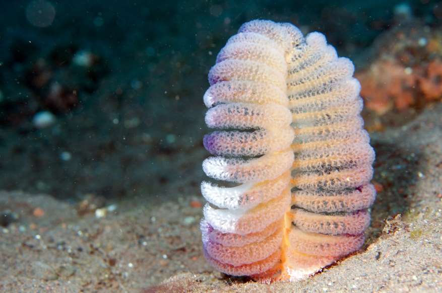 animais marinhos - canetas do mar