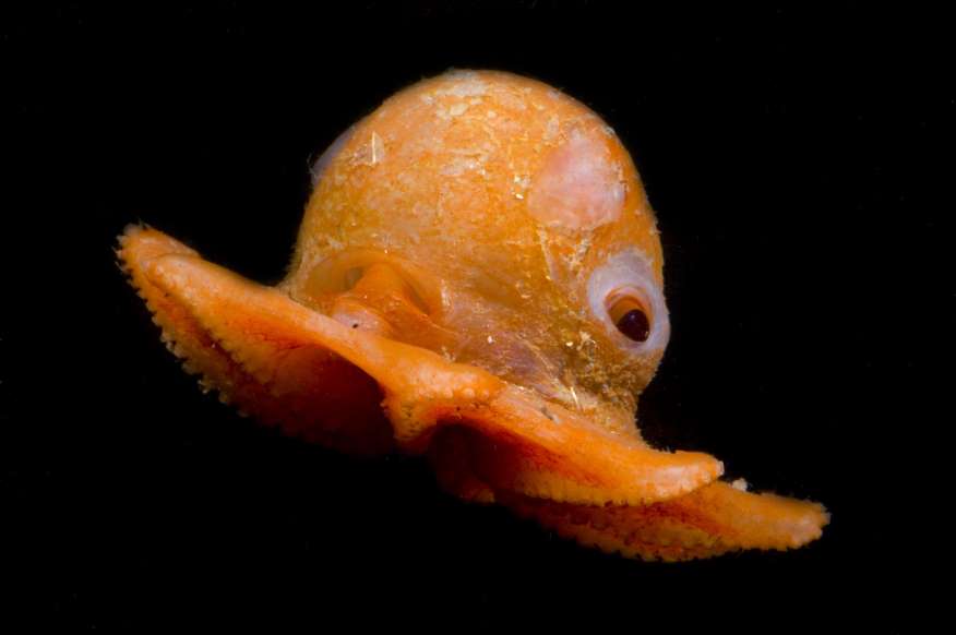animais marinhos - polvo de flapjack