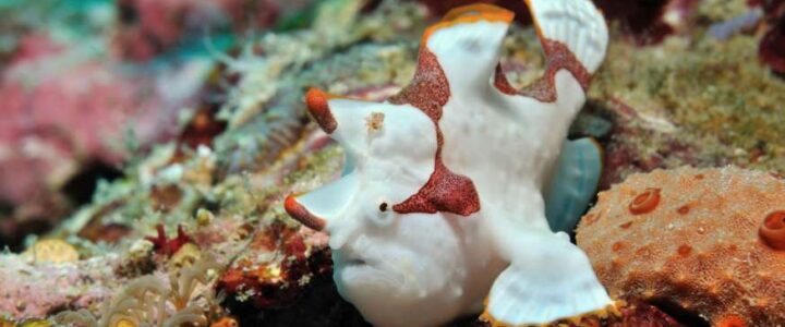 Os 10 animais marinhos mais incríveis e exóticos do nosso mundo