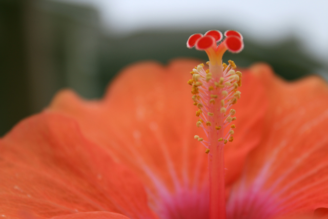 flores que gostam de sol hibisco