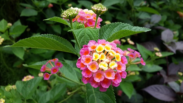 flores que gostam de sol lantana