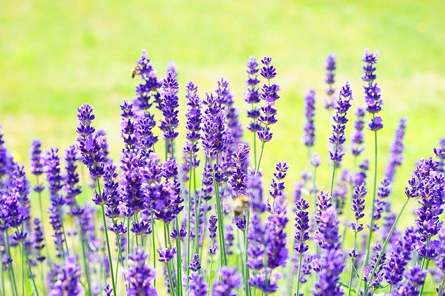 flores que gostam de sol lavanda