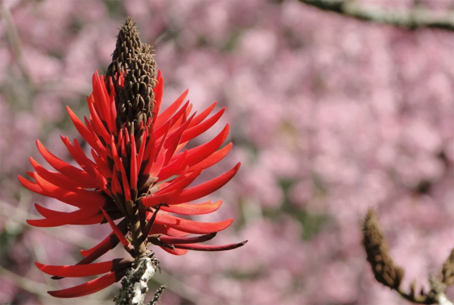 flores que gostam de sol suinã