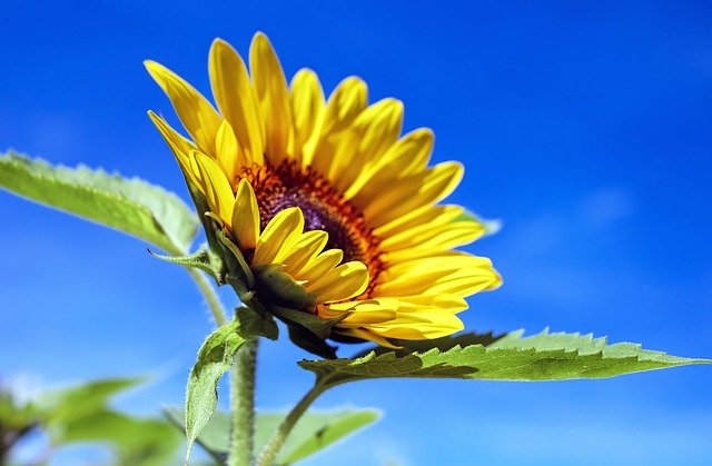 flores que gostam de sol girassol