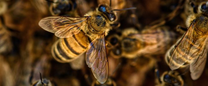 Abelhas: 14 curiosidades sobre esses insetos incríveis