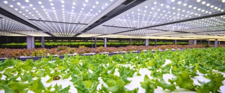 Fazenda vertical na Dinamarca vai produzir mil toneladas de verdura por ano
