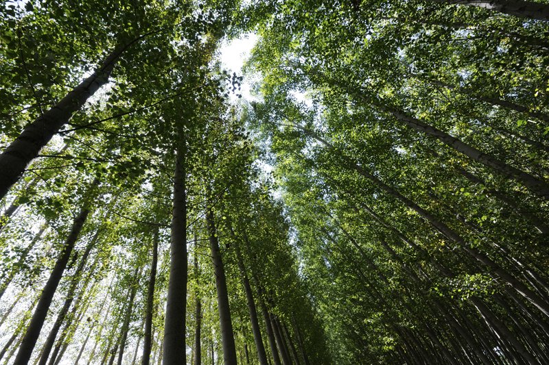 natureza saúde mental