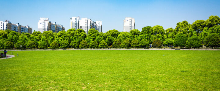 Substituir gramados por florestas urbanas ajuda no equilíbrio climático Substituir gramados por florestas urbanas ajuda no equilíbrio climático