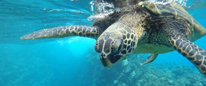 Acordo global prevê 30% dos oceanos protegidos até 2030 Acordo global prevê 30% dos oceanos protegidos até 2030