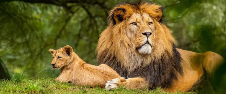 Papais do mundo animal: conheça curiosidades da figura paterna e seus filhotes