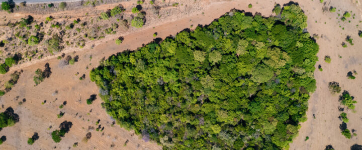 Desmatamento no Cerrado: alertas aumentam 19% Desmatamento no Cerrado: alertas aumentam 19%