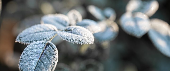 A importância do frio para a natureza e o equilíbrio dos ecossistemas A importância do frio para a natureza e o equilíbrio dos ecossistemas