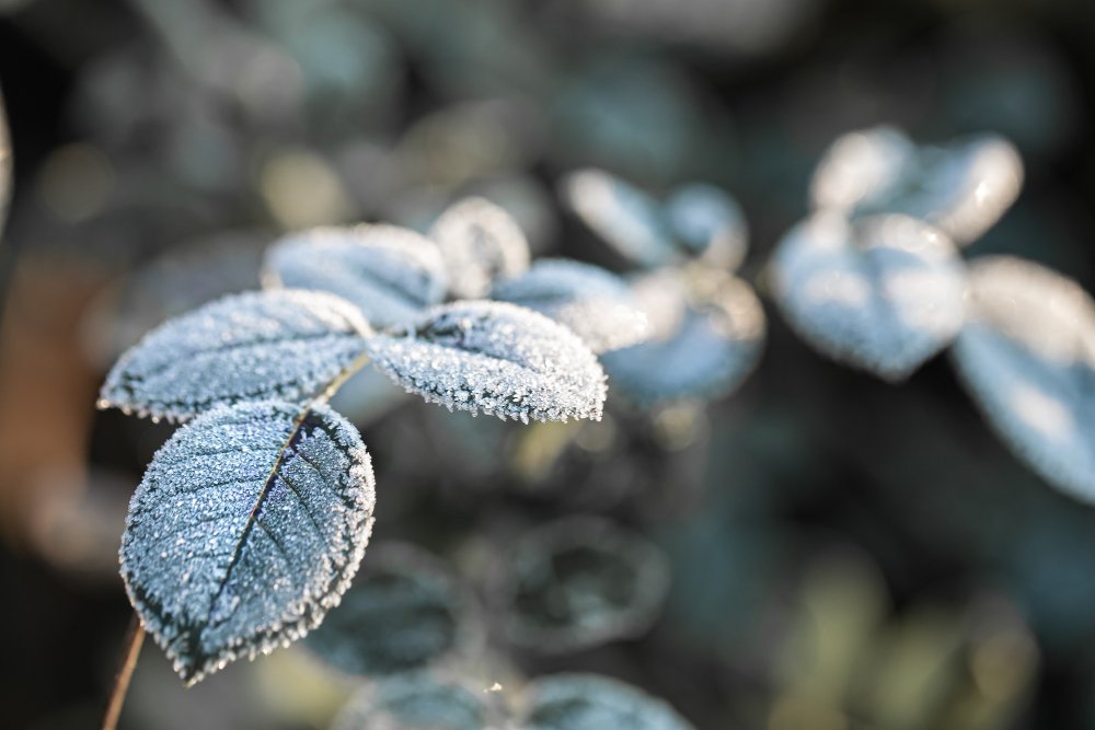 a importância do frio para a natureza