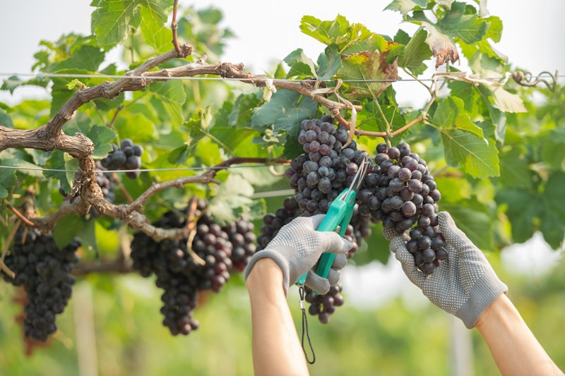 a importância do frio para agricultura