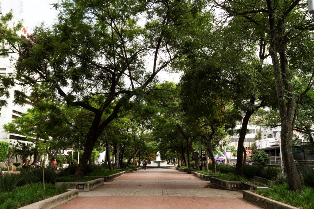 plano arborização urbana