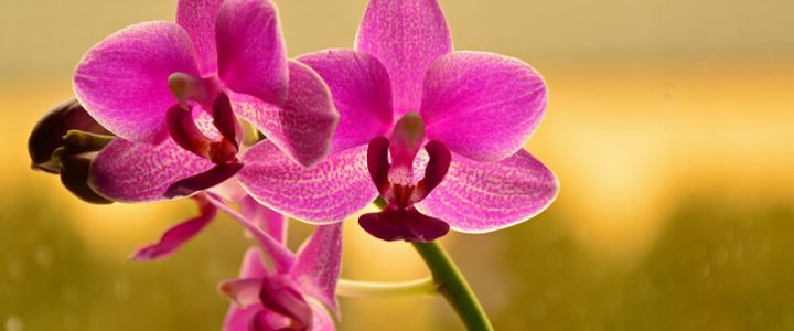 Oito passos para cultivar orquídeas corretamente