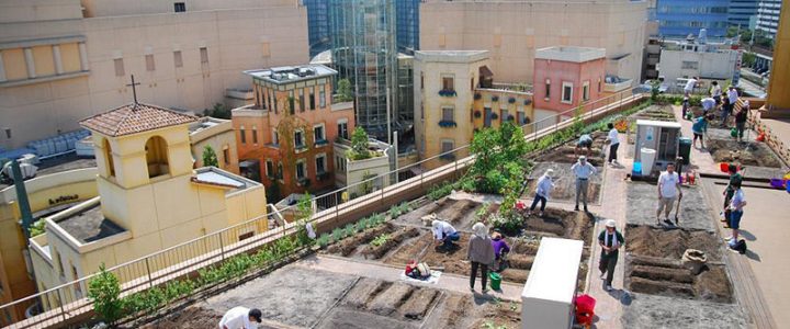 Como a agricultura urbana pode melhorar a qualidade da alimentação agricultura urbana