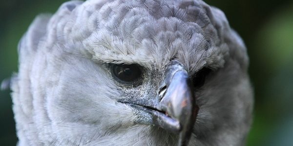 Animais da Amazônia: conheça 5 espécies incríveis